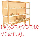 Laboratorio Visual