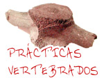 Practicas vertebrados