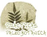 Practicas paleobotánicas