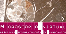 Microscopio virtual