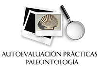 Practicas autoevaluación