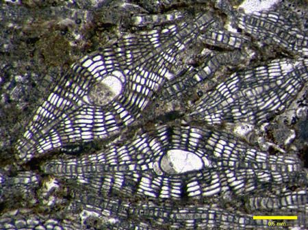 Facies Lepidocyclinas