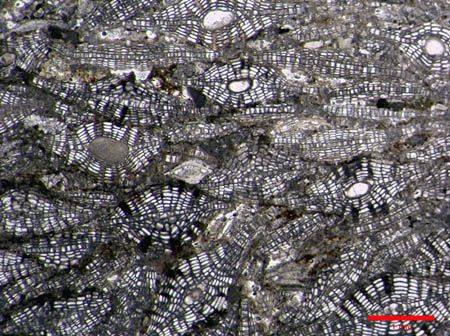 Facies de Lepidocyclinas