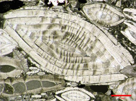 Nummulites 2