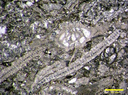 Orbitoides+Siderolites