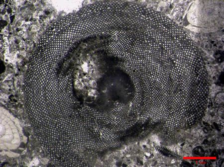 Orbitolites (corte ecuatorial)