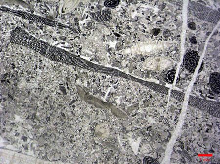 Orbitolites (corte longitudinal)