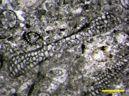 Orbitolites (corte tangencial)