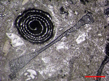 Orbitolites + Alveolina