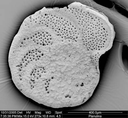 Planulina ariminensis