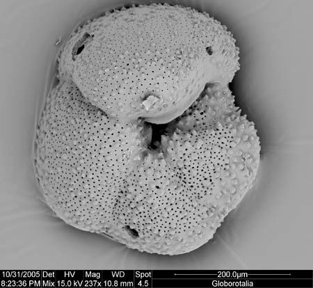 globorotalia crassaformis (umbilical)